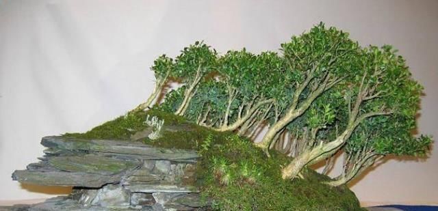 老师傅经验养盆景,不会修剪“3种根”,再养7年都“不入门”