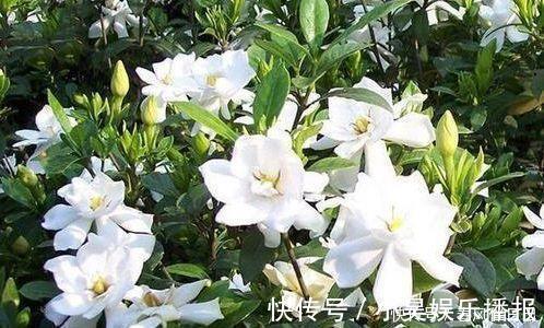 瓷玫瑰|阳台再小也必须养的4种花,一年开花300天,层层交叠,烂漫迷人眼