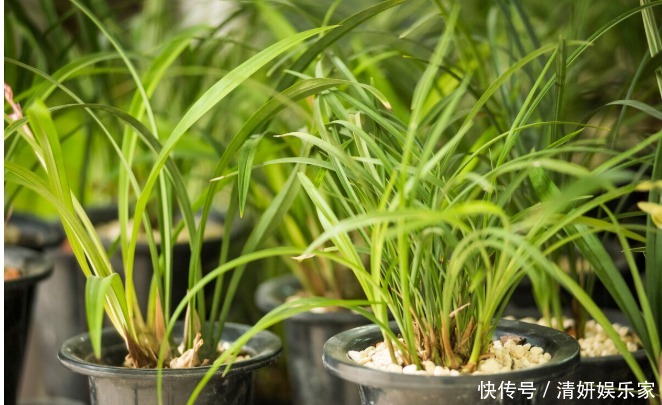 兰花凋谢后,早做3件事,新芽还比老苗多