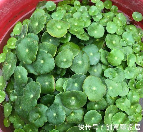 虎皮兰|谁说养花浪费钱?学会这3个小妙招,养花很省钱