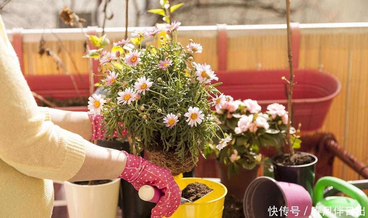 橘子皮别乱扔,教你一招做成花肥,拿来养花比买的肥还好使