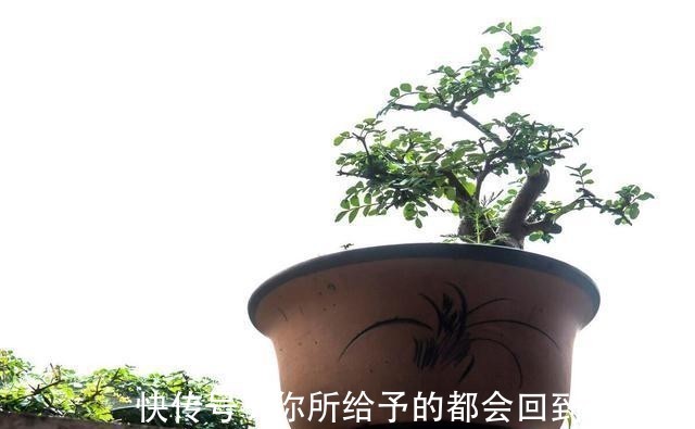 家庭|家庭盆景正确的摆放姿势,从4个方面来考虑,解决盆景放置的窘境