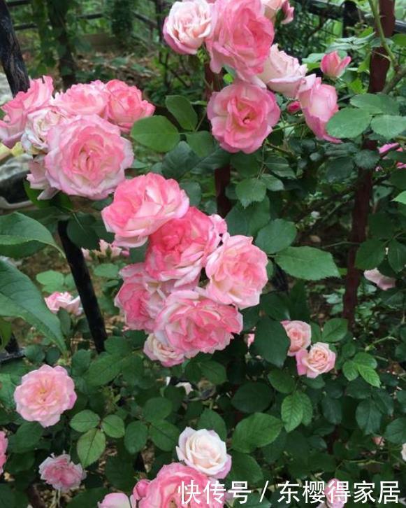 非常适合练手的4种藤本月季,长势强劲,开花量大,新手别错过