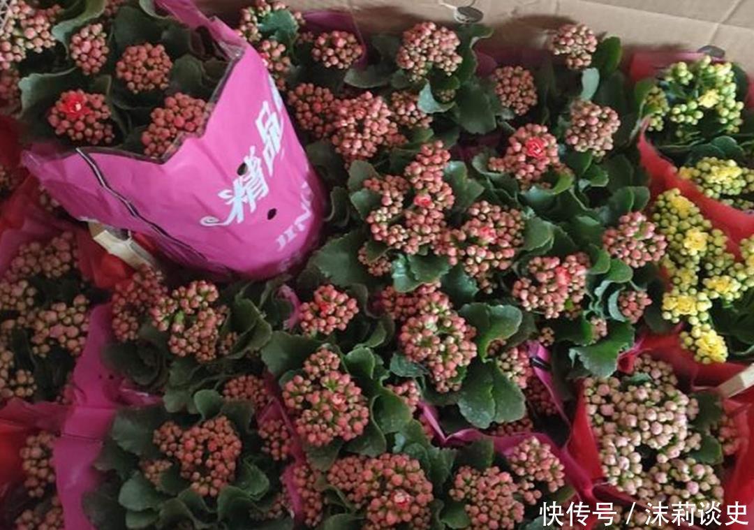 十大最受欢迎年宵花,学会挑选,才不上当