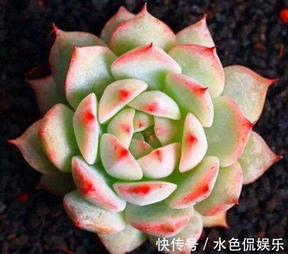 这六种植物，不能常浇水，浇水过多不是烂根就是死亡，快别浇了！