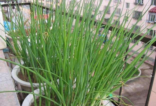 4步教你盆栽小葱,又粗又“肥硕”,不用再去菜市场买啦