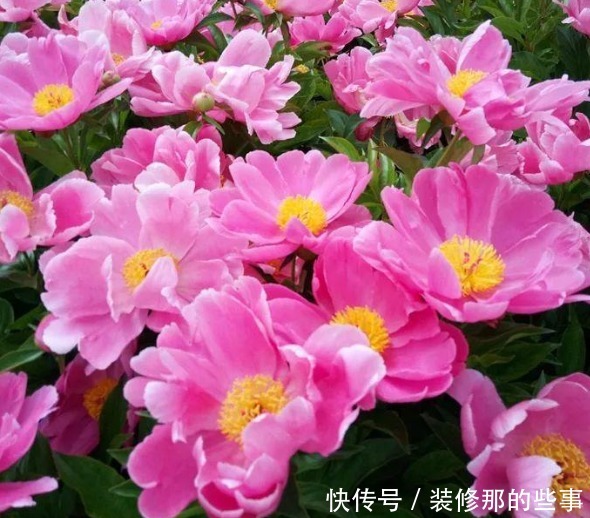 夏日养花,用得上这2样水肥,春天要早做准备才能跟得上需求