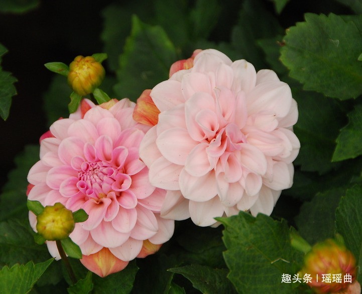 此花是世界名花之一,雍容华贵妖娆非凡,素有大吉大利的寓意