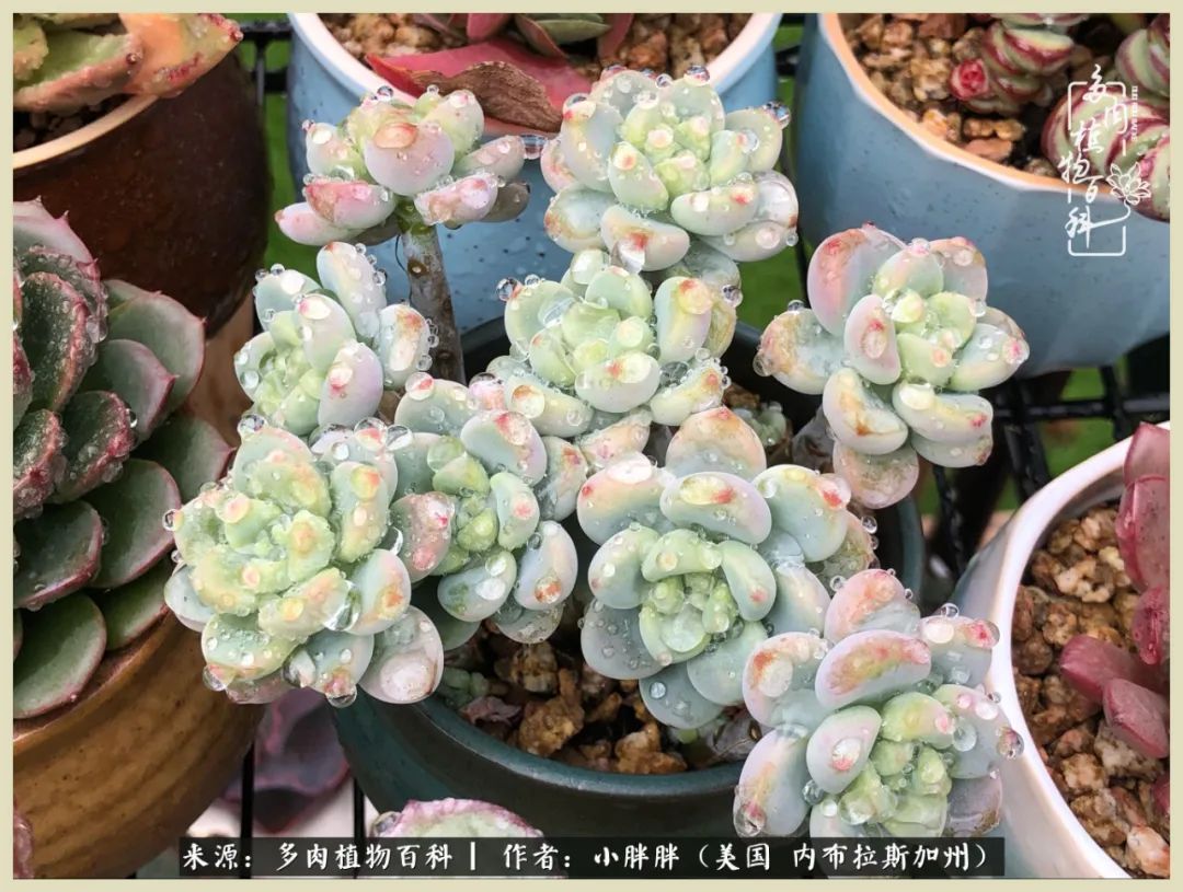 百科|这多肉对比图太上头了!小白鄙视链奋斗记之咸菜干也有春天!