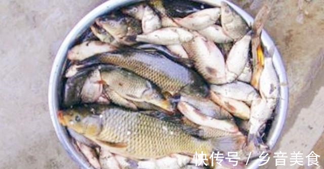 素饵|夏钓鲫鱼,如何能快速上鱼记住这3点就行!