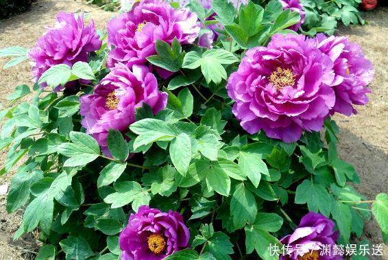 这些“老话”通俗易懂，能叫养花人少走弯路