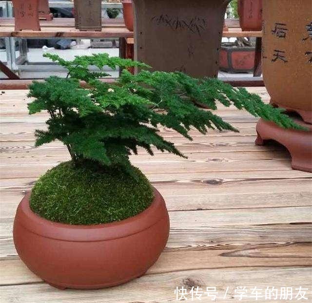 养好文竹,3个技巧,一剪秀气,二剪疯长,四季油绿,全在你掌握!