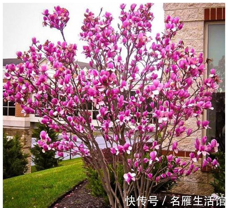 北方地区|4种“漂亮花”，能活一百年，长寿又富贵，越养越值钱