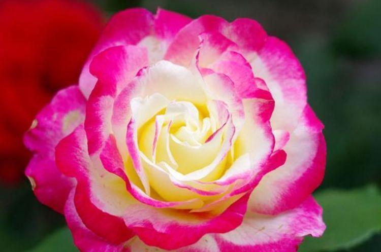 4种花好养易活,旺财又养人,养一盆一年四季都在开!