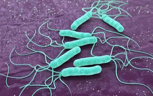 口腔|养胃“霸王”已发现,你若爱吃,清除幽门螺杆菌,胃病或不来扰!