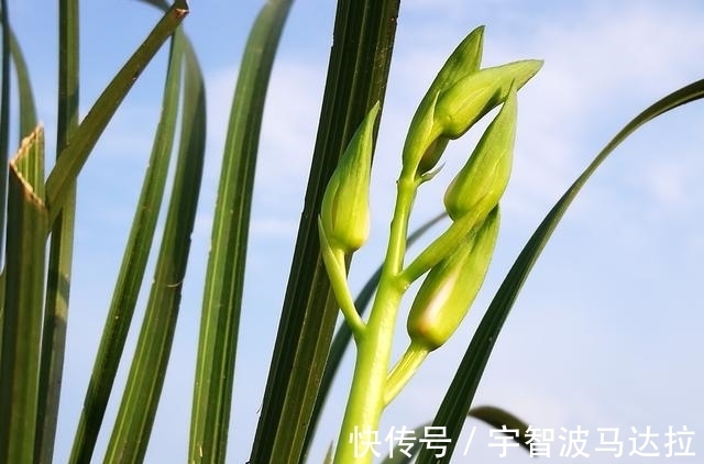 兰花分株的正确方法有哪些?新手兰友速成技巧,简单又实用