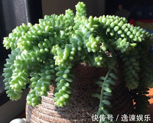 妙招|多肉新玉缀怎么养教你3个盆栽的小妙招,养出最旺盛的新玉缀