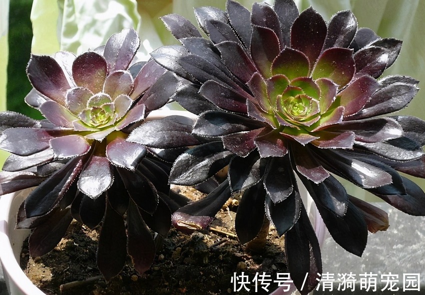 夏季|夏季养殖多肉法师,多注意这3点,植株长得壮实,更易出状态