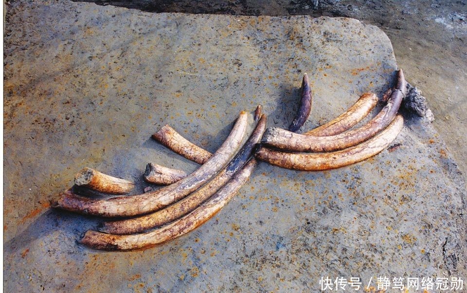 遗址|金沙遗址出土象牙,专家研究后说:当时大象和现代大象不太一样