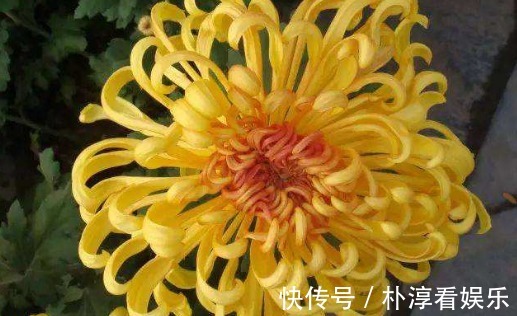 花瓣|喜欢菊花,不如养盆“鳞托菊”吧!寓意“永远的爱”,适合盆栽养