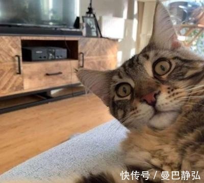 |搞笑动物:去了一趟非洲回来之后,我就变成了一只超黑的狗狗了!