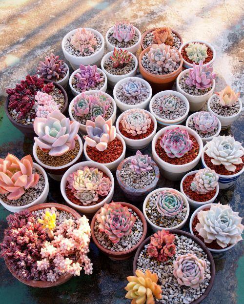 肉友不知道的多肉小苗养护方法