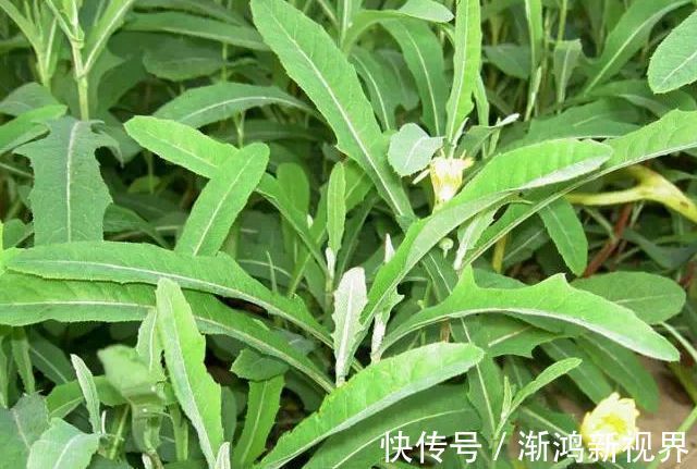 常吃|女性过了40岁常吃3种食物,补充营养,排毒抗衰,增强免疫力