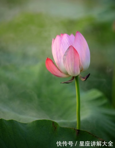 属相|下个月开始，吉星照耀，4属相桃花朵朵，财源广进，心想事成