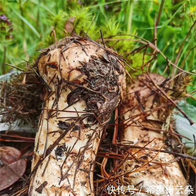 丛林|在香格里拉神秘丛林里,松茸才是大自然孕育出的天然美味