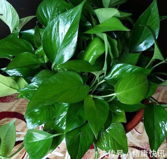 绿萝剪成“3厘米”小段,一周生根、发芽,30天养成一大盆