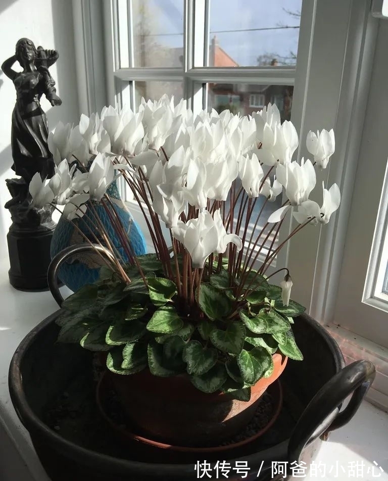 养盆栽仙客来掌握7点,养20~30年都不是问题,年年能开花