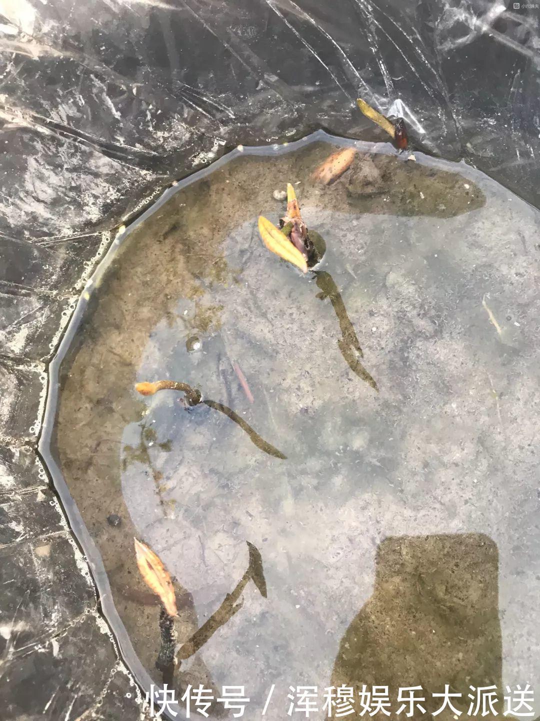 移栽|她在水缸里种荷花,开花比脸还大,满缸都是藕!