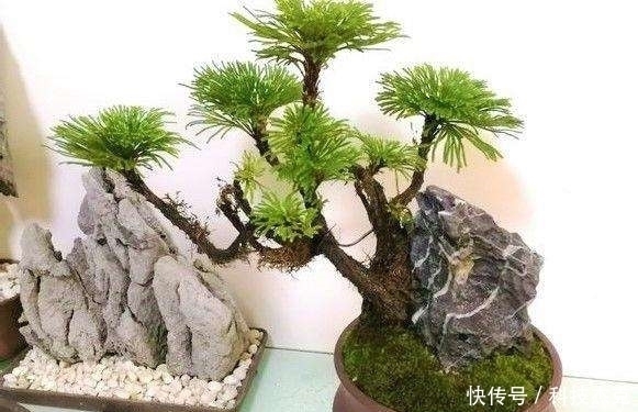 红凉伞|路边遇见这几种小植物，建议及时移栽，个个是好盆景