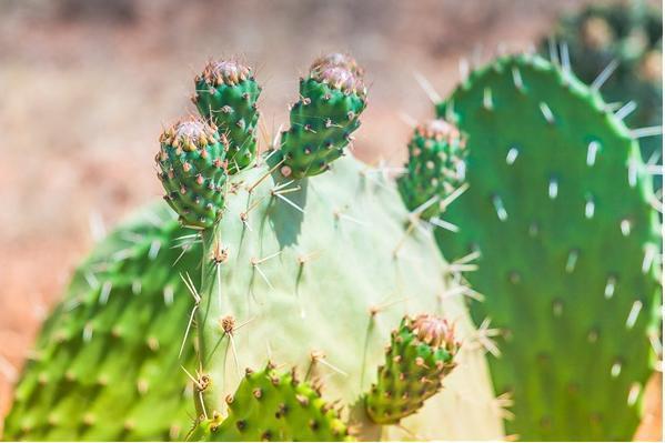 这几点记住了!仙人掌长出高海拔,又壮又肥像打了鸡血