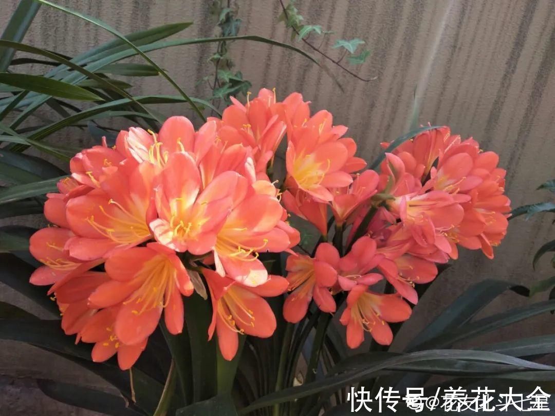 10种花不怕冷,先别搬进屋,放外面冻一冻,开花更旺