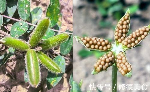 野菜|入心经补肝肾，俗称“假人参”，除草时请留意，野生的不多了