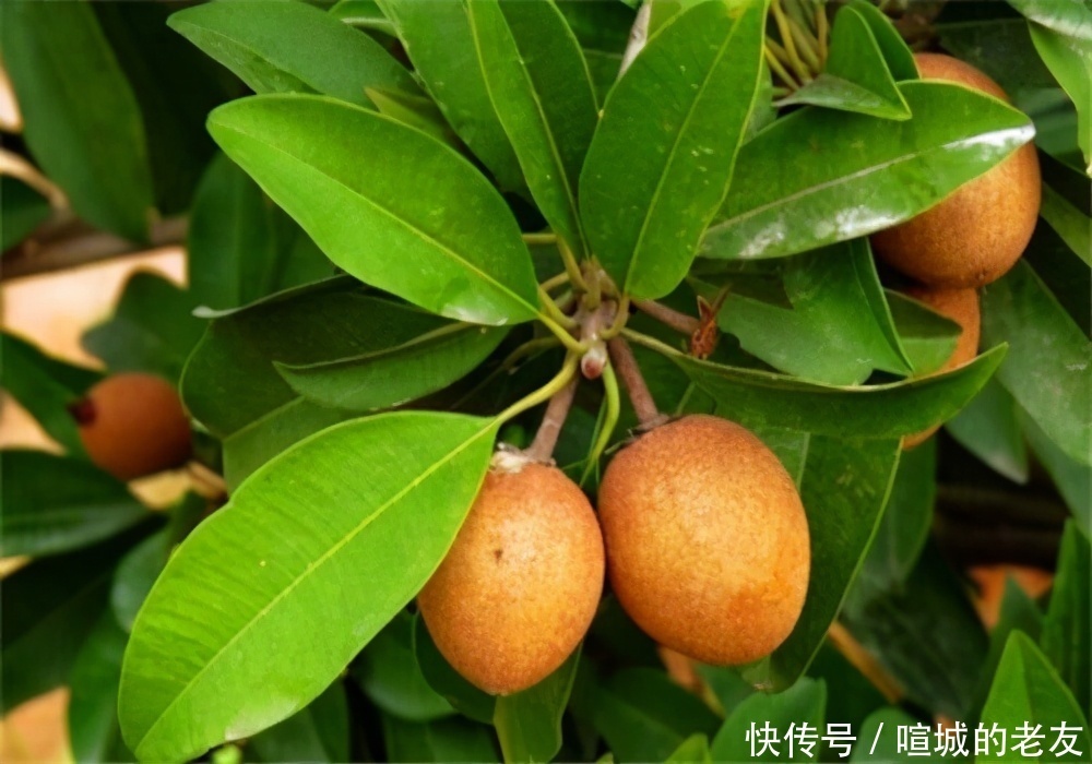降压|中年人想要身体好,3种食物不错过,降压减脂,增强体质