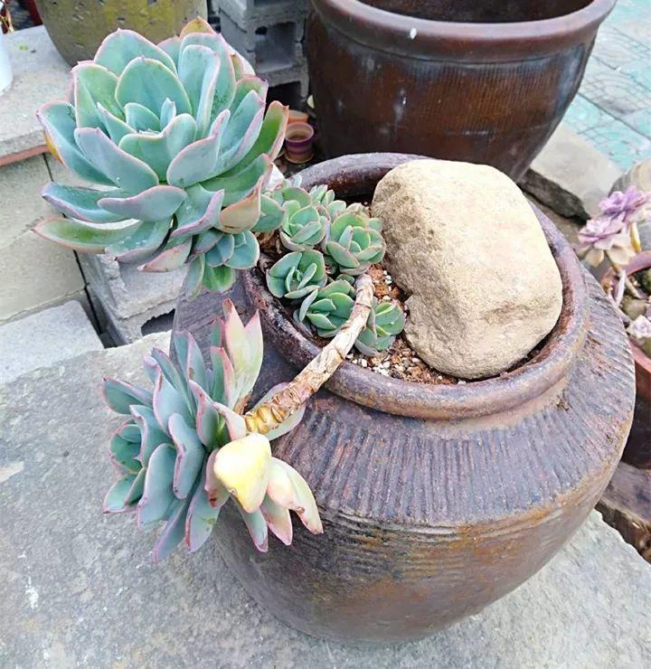 他用菜坛子种多肉,1分不花,呼呼长成“大米饭”!