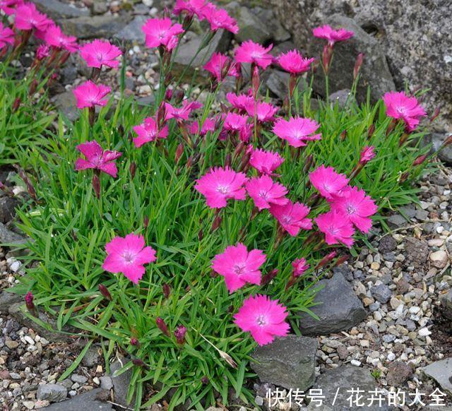 此7种健康花,养家里空气清新病菌少,看看你家有吗