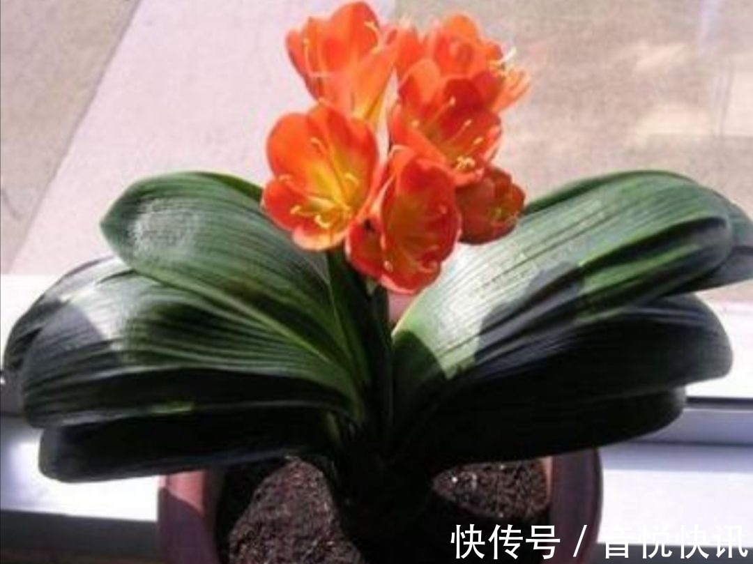 养花|养君子兰不开花?教你2个“小绝招”,很快长出花箭