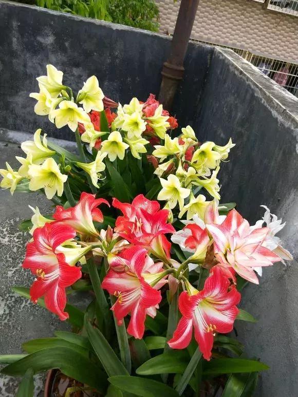 朱顶红|种了1个洋葱头,没想到花开巴掌大!越看越美!