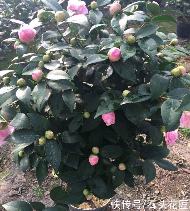 栽种|3种花,在北方很多人都“养不活”,可以说养1盆死1盆