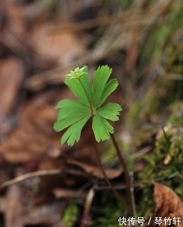 世界上最独立的植物,一生只长一片叶子,只开一朵绿色的小花