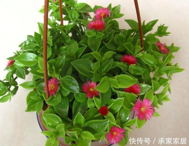 牡丹|家里养花就养它,扔个枝条就生芽,长出大盆的菜,开出满满的花