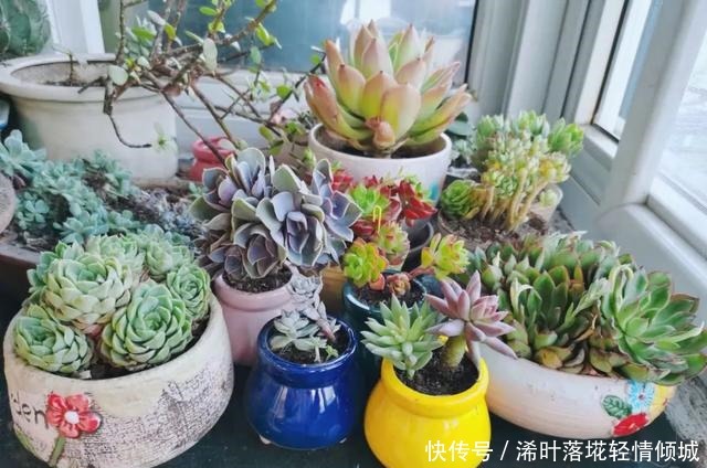 花盆|新手养多肉经常遇到的几个问题,早点知道,就能少走弯路