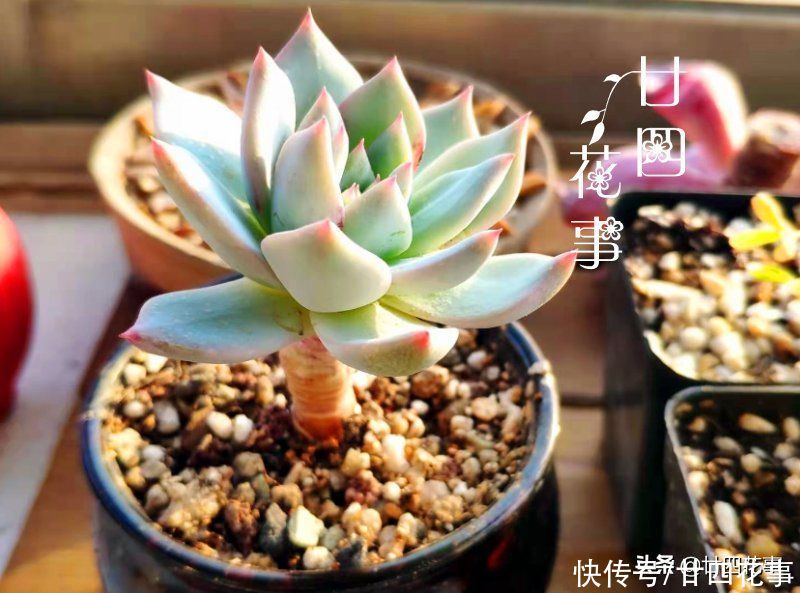 立春过后,趁天暖检查一下多肉,有问题抓紧抢救,没问题也翻翻盆