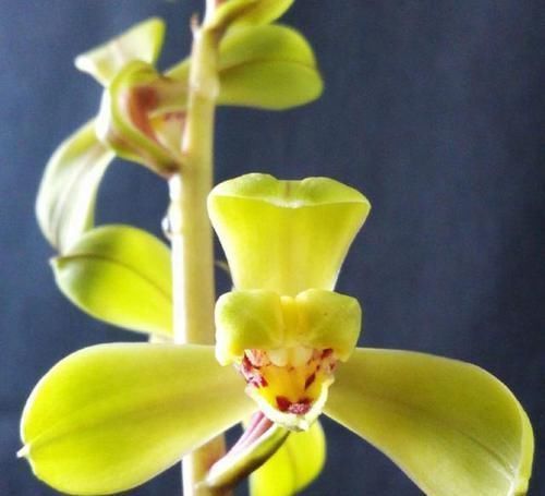 曾经价值千金的3款兰花，香味很浓，毫无缺点，四季表现都很优秀