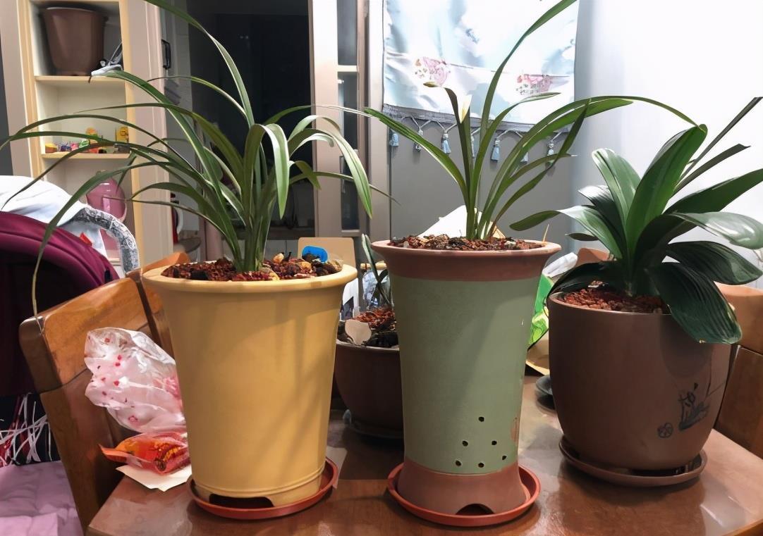 兰花上盆,5个窍门细节做足,根系深,花箭窜,兰花多又香