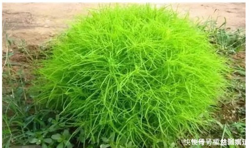 七月，這個野菜隨處可見，清熱去暑降血壓，不懂的人把它當草