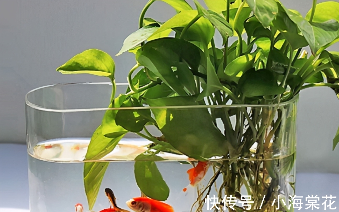 这3样“养花水”,无论哪1种都制作简单,对植物健康有益